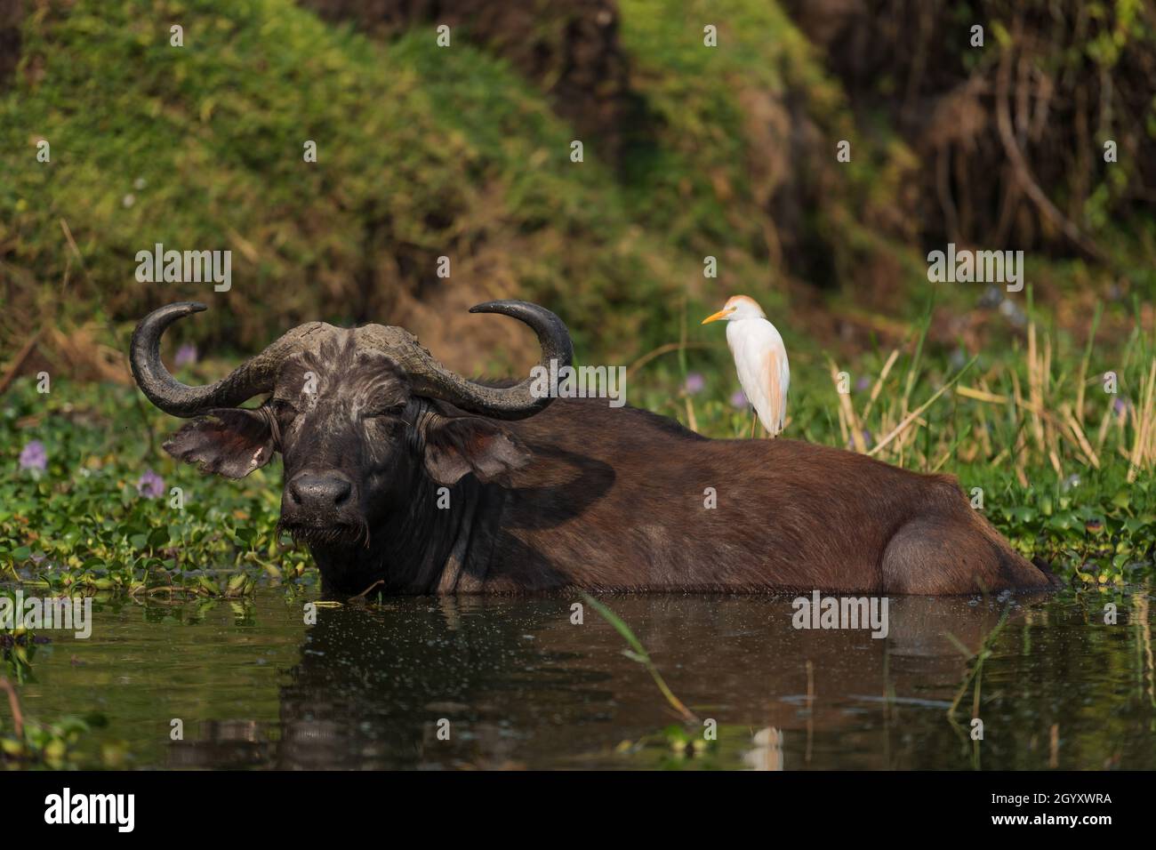 African Buffalo - Syncerus Caffer, Mitglied von African Big Five aus dem Queen Elizabeth NP, Uganda. Stockfoto