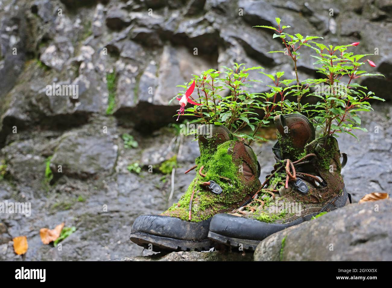 Alte, bepflanzte Wanderschuhe, die mit Moos bedeckt sind, auf steinigem Bergboden Stockfoto