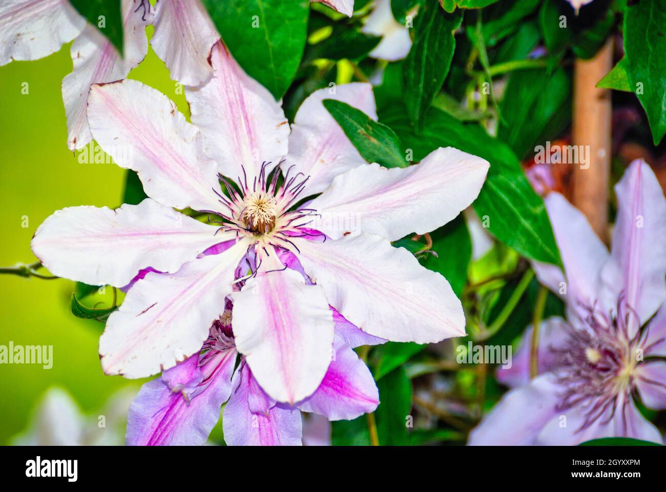 Clematis Victoria Flower Stockfoto