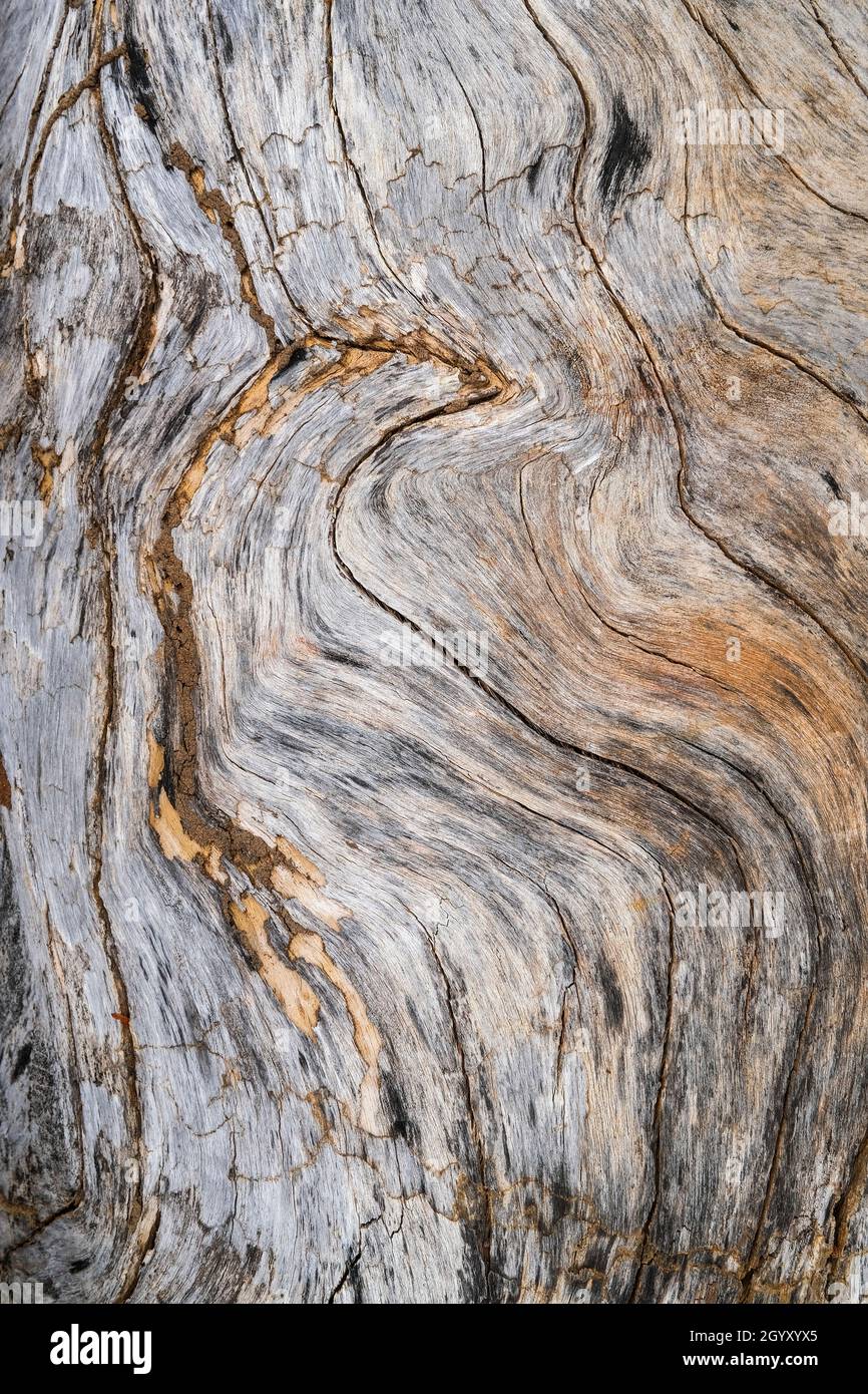 Holzmaserung auf altem verwitterten toten Baumstamm Stockfoto