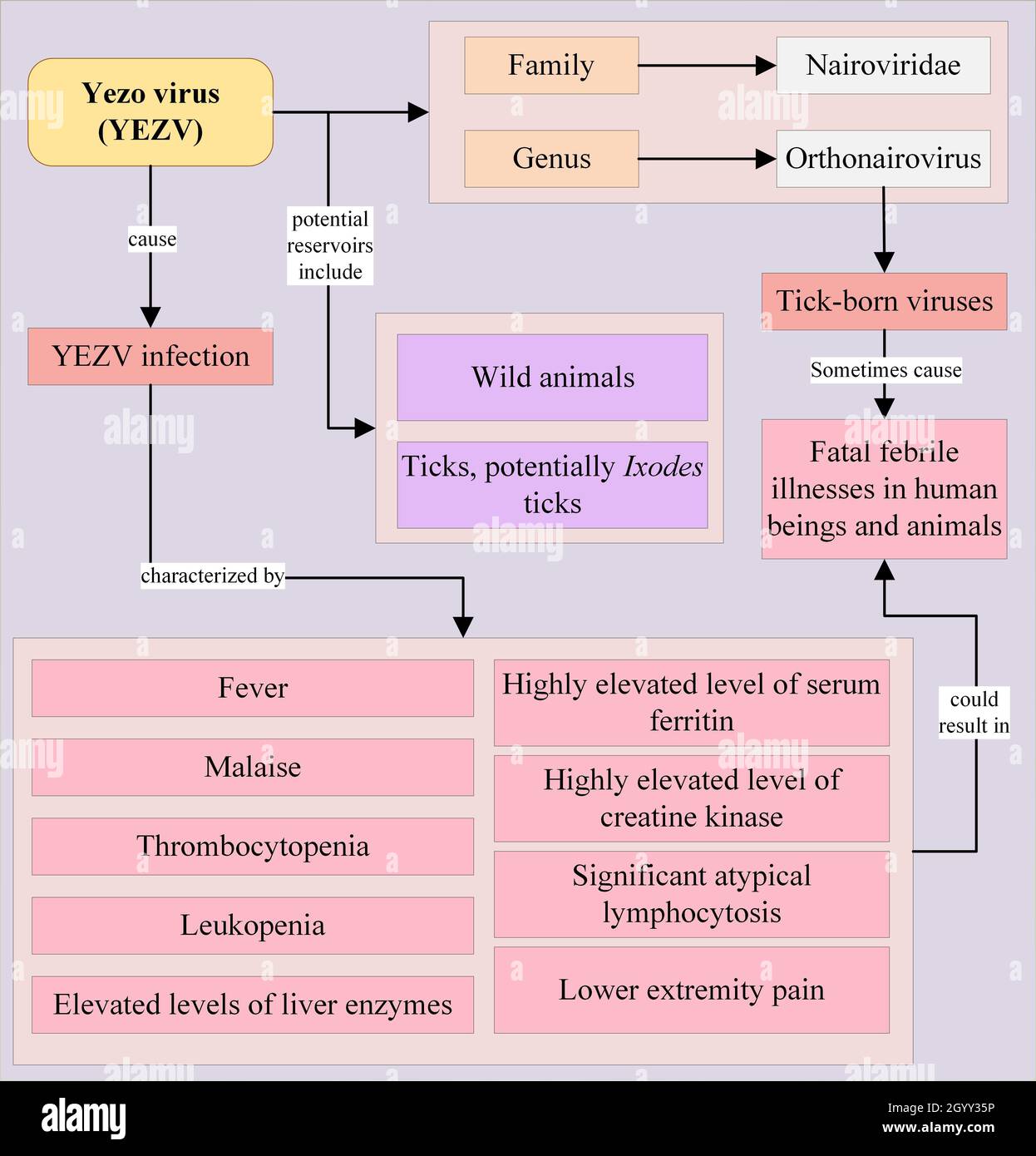 Ein aufkommendes Nairovirus, das mit einer akuten fieberhaften Erkrankung in Verbindung steht Stockfoto