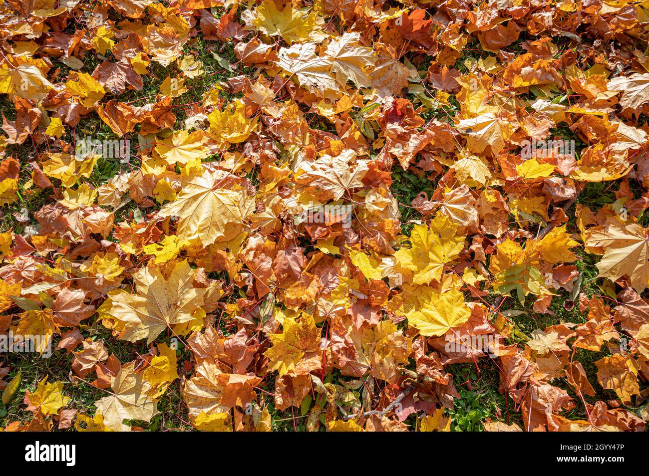Herbstblattfarbe. Gelbe, orange und rote Blätter auf Gras. Stockfoto