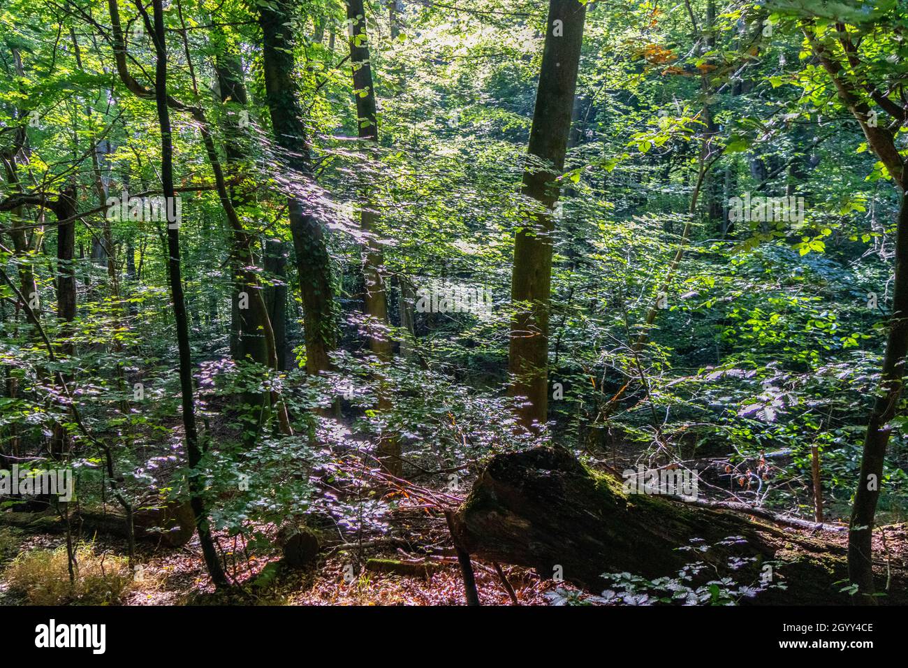 Burnham Beeches in Summer, Buckinghamshire, England, Großbritannien Stockfoto