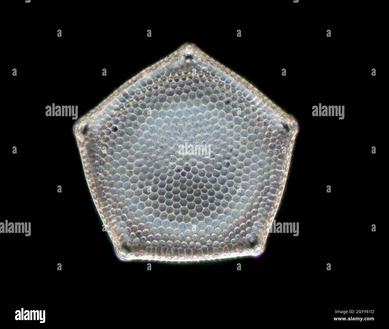 Triceratium diatom, Triceratium favus var. pentagona, Palos Verdes, USA. Dunkelfeld-Photomikrograph Stockfoto