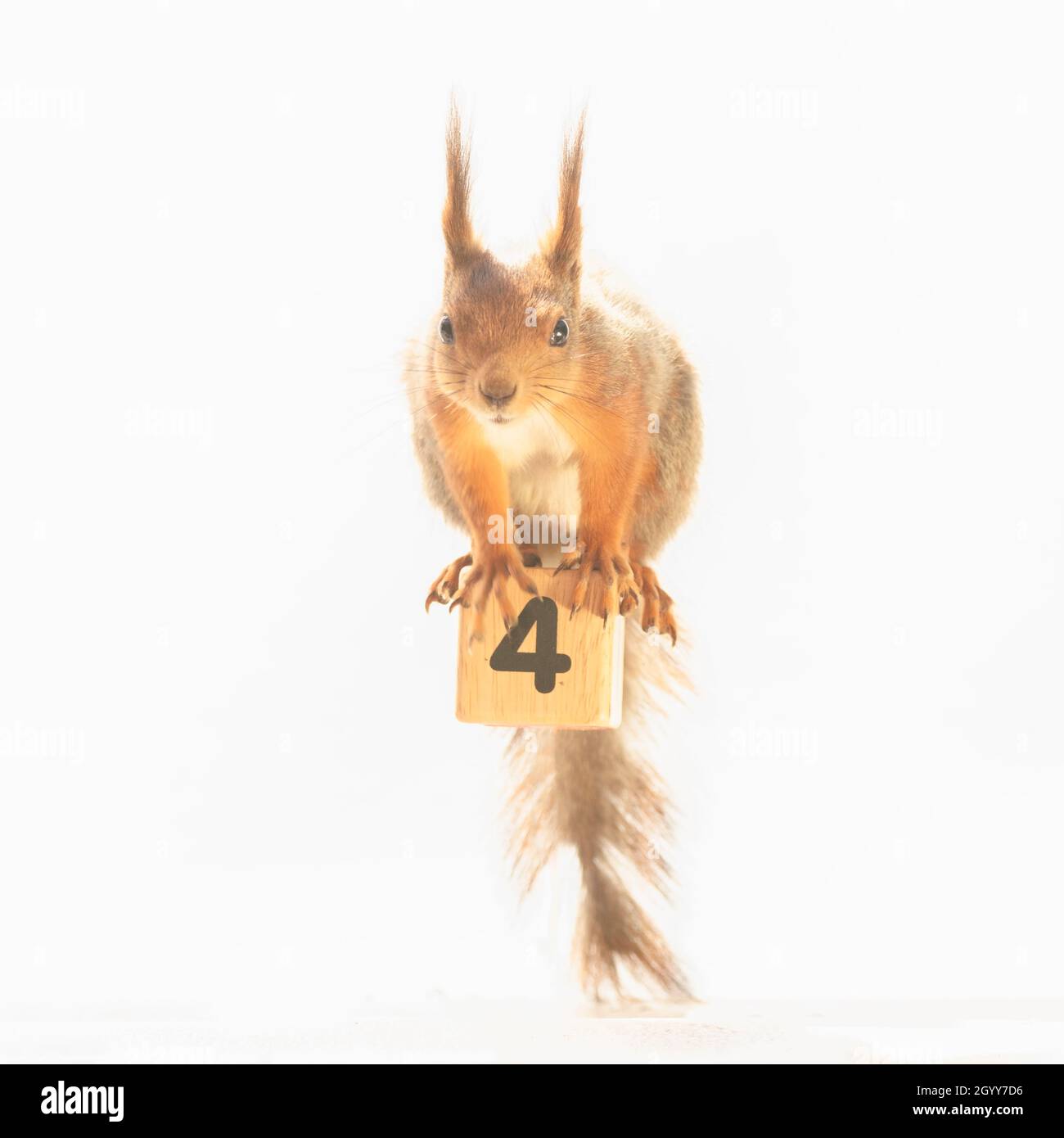 Rotes Eichhörnchen steht auf einem Block mit der Nummer vier Stockfoto