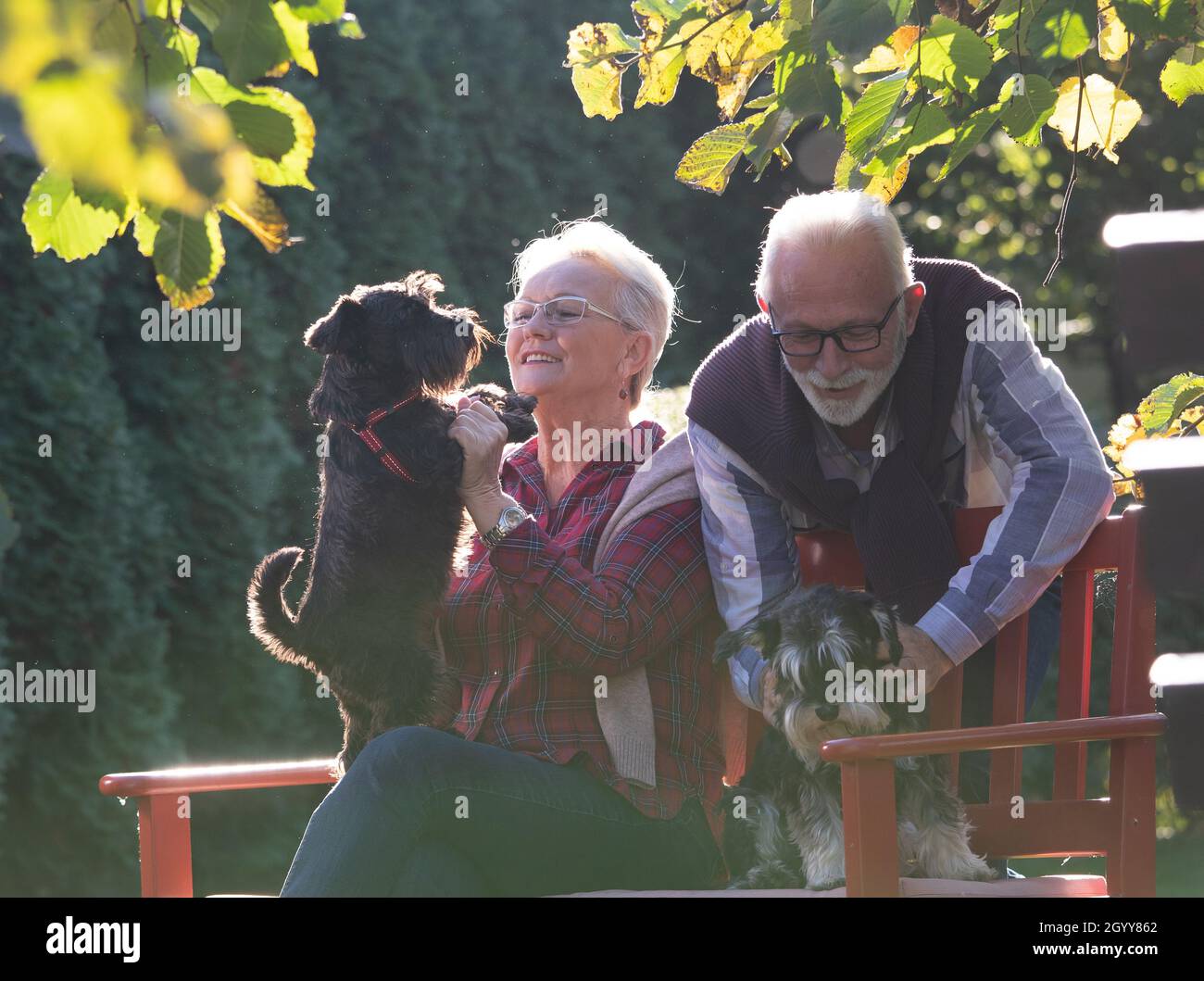 Seniorenpaar mit zwei niedlichen Hunden Miniatur-Schnauzer auf Bank im Park im Herbst sitzen Stockfoto
