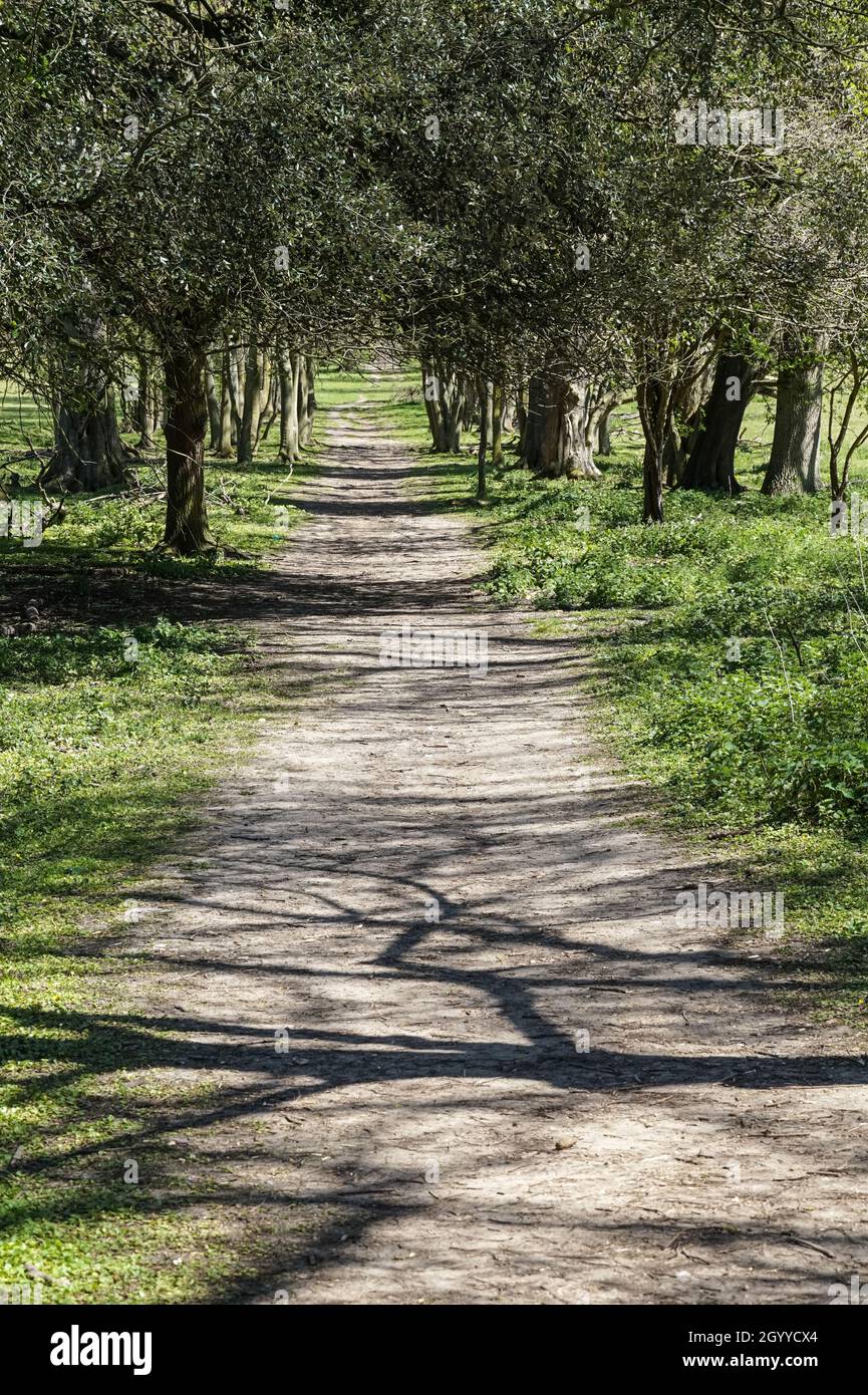 Pfad zwischen Bäumen im Frühling an sonnigen Tagen Stockfoto