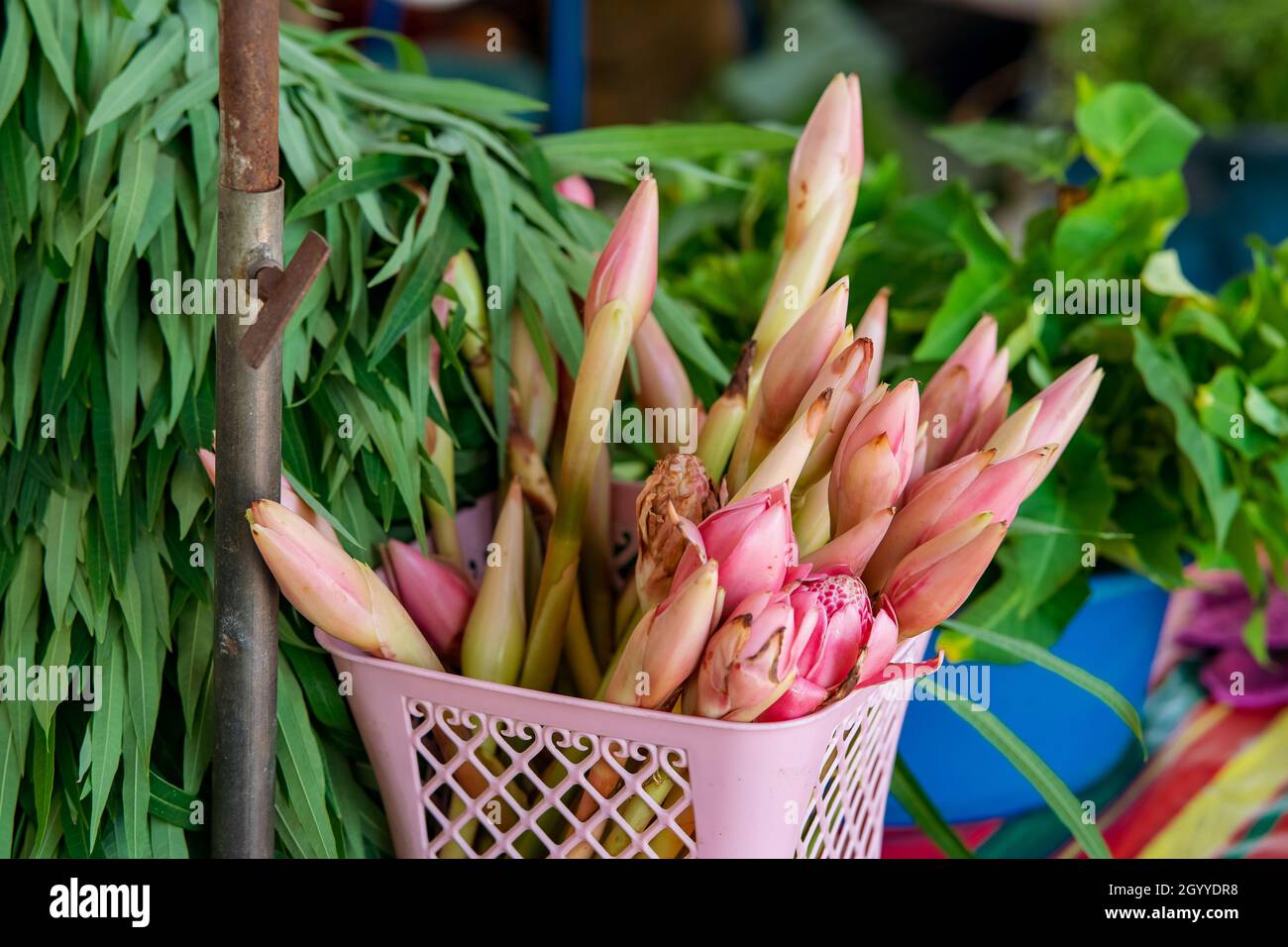 Bona Kantan oder Etlingera elatior. Große Ingwerpflanzen, die in Klumpen wachsen. Stark aromatisch. Verkauf auf dem Markt. Stockfoto