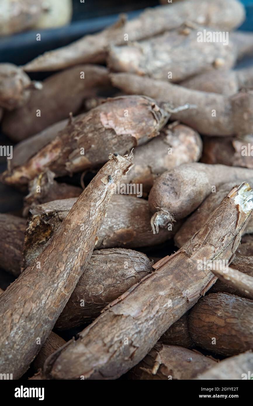Maniok, auch Maniok, Yuca, balinghoy, mogo, mandioca, kamoteng kahoy