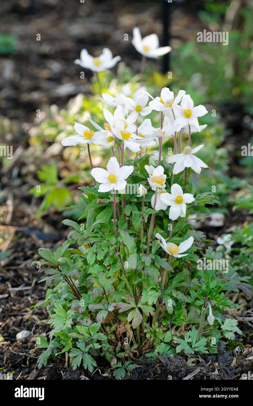 Anemonoides sylvestris, bekannt als Schneeglötwindblume oder Schneeglötwindblume im späten Frühling/Frühsommer Stockfoto