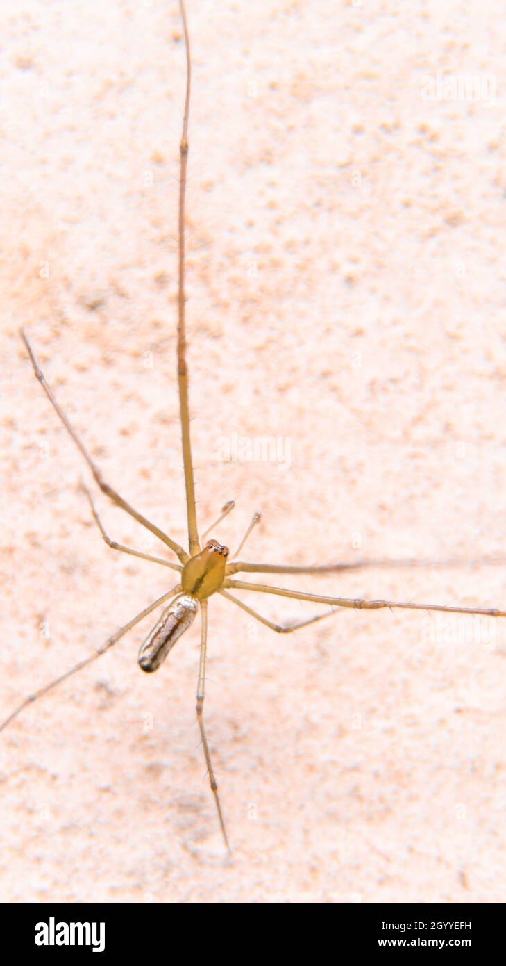 Vertikale Aufnahme der Draufsicht einer orangefarbenen Spinne mit langen, dünnen Beinen, die tagsüber bei hellem Sonnenlicht an einer Wand zu sehen ist Stockfoto
