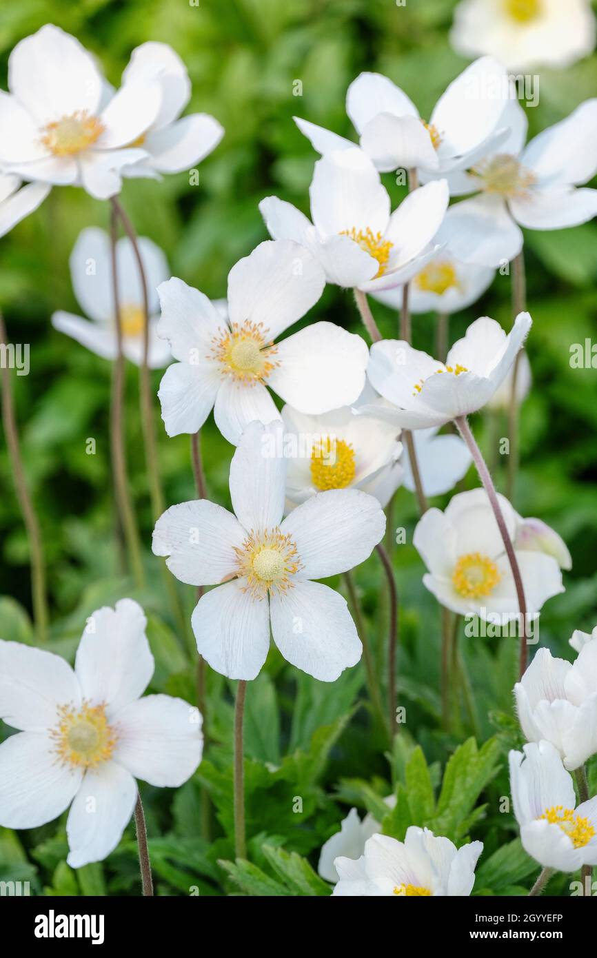 Anemonoides sylvestris, bekannt als Schneeglötwindblume oder Schneeglötwindblume im späten Frühling/Frühsommer Stockfoto