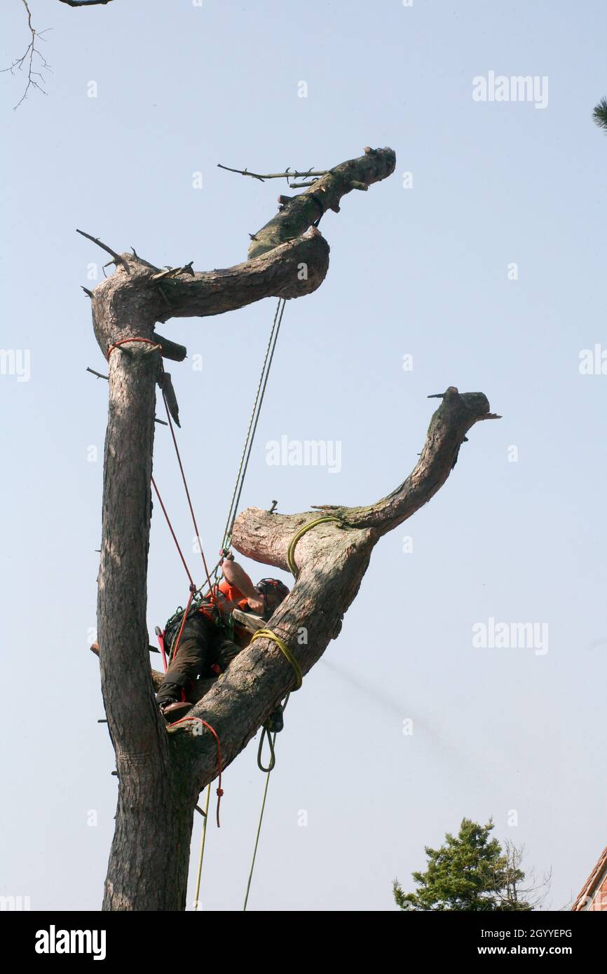 Nahaufnahme eines Baumchirurgen, der in der Höhe arbeitet und einen Baum abschneidet Stockfoto