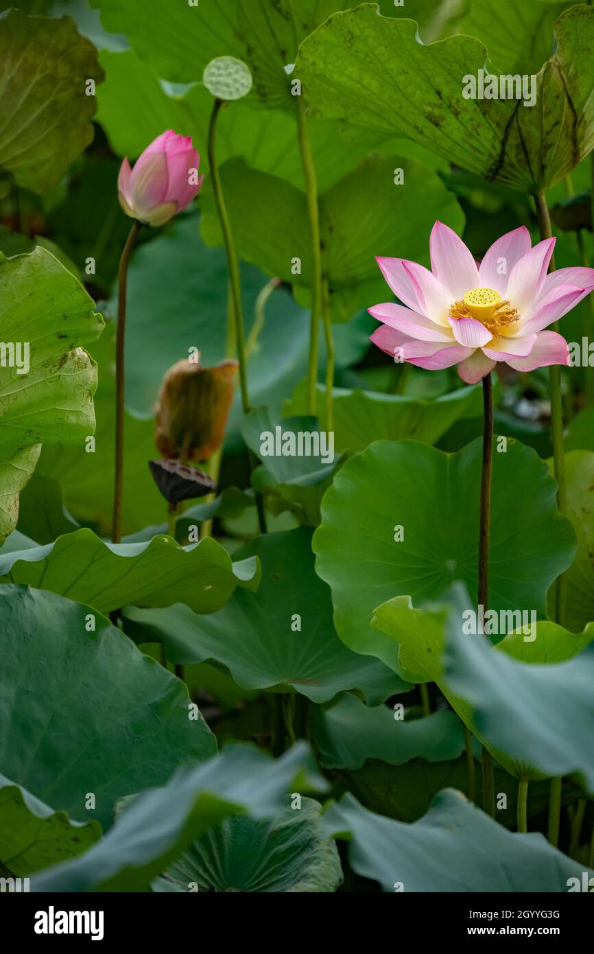 Blühende Lotusblumen in vertikaler Zusammensetzung Stockfoto