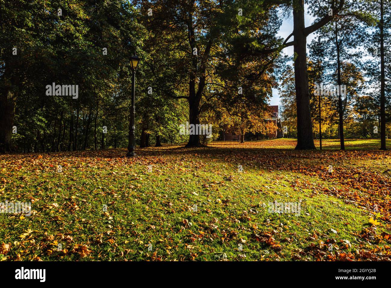 Herbstlandschaft wunderschöne farbige Bäume, die im Sonnenlicht leuchten Stockfoto