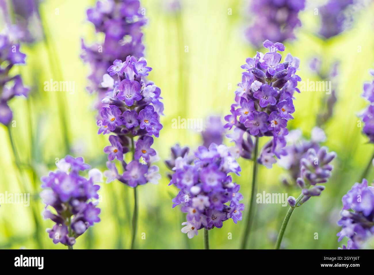 Weicher und selektiver Fokus auf Lavendelblüten. Schöner Lavendel im Blumengarten. Hintergrund, aromatische Pflanze, die Schönheit der Frühlingsnatur Stockfoto