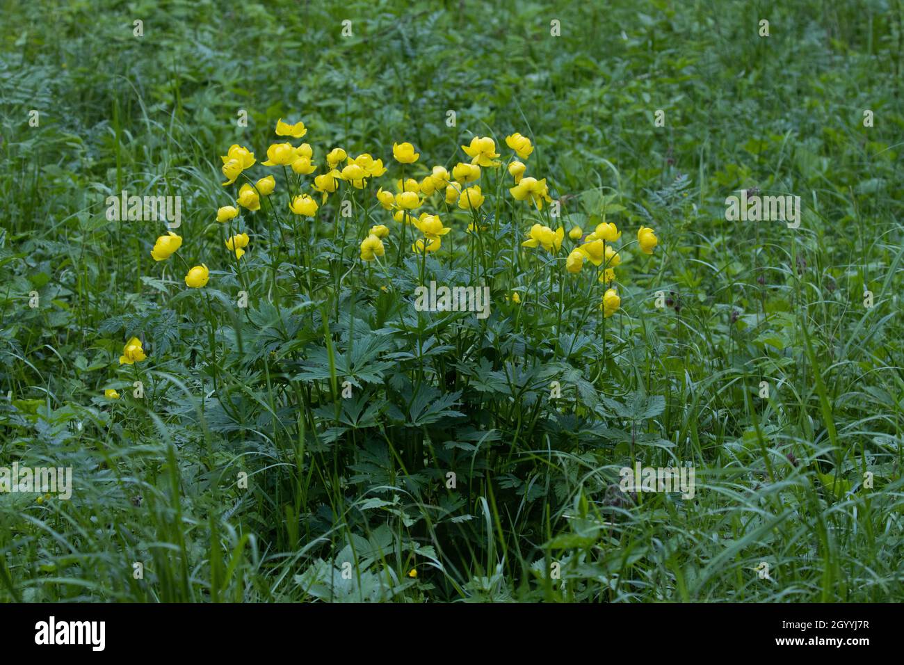 Eine Gruppe von Globeblumen, Trollius europaeus blüht im Spätfrühling in Nordeuropa. Stockfoto