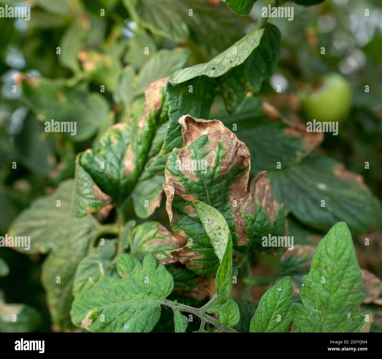 Nahaufnahme des grünen Blattes mit braunen Flecken und trockenen Enden. Konzept für Pflanzenkrankheiten Stockfoto