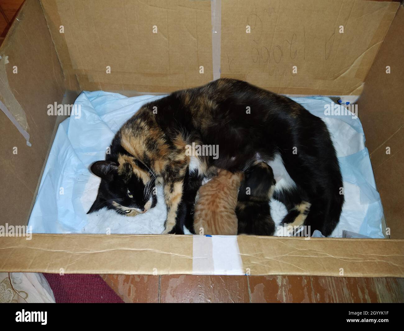 Katze liegt in einer Kiste und füttert die Jungtiere mit Milch Stockfoto