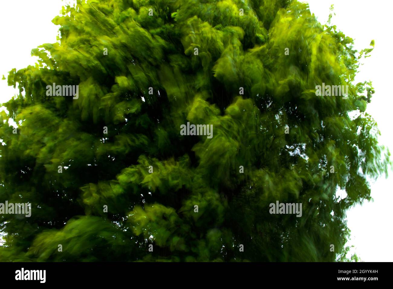 Der vom Wind gepufferte Baum schüttelt den Kopf und tanzt vor Freude. In Ely. Stockfoto