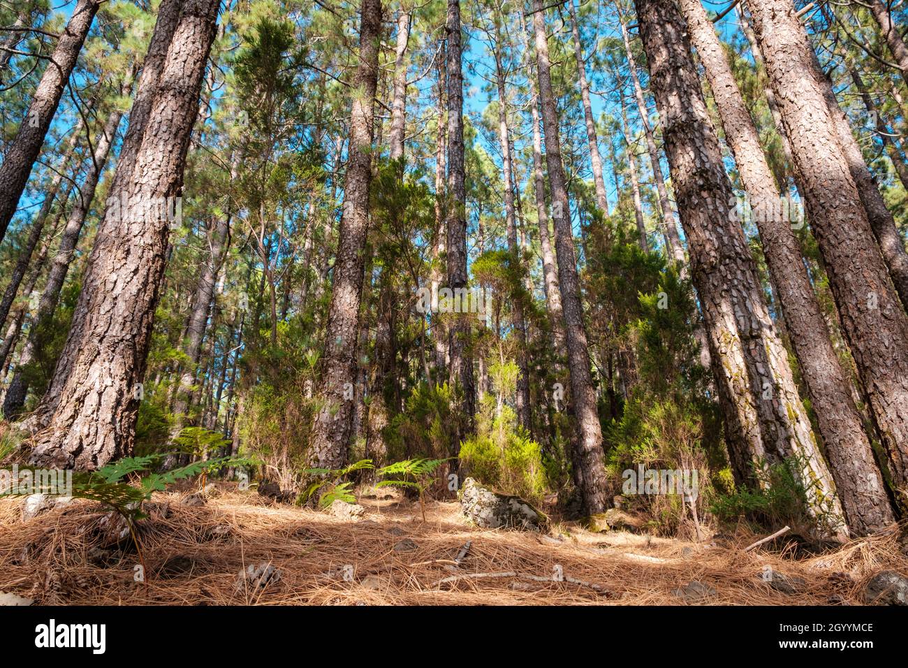 Schöne Natur im Inneren Waldlandschaft, Sommertag - Blick auf Baumstämme Stockfoto