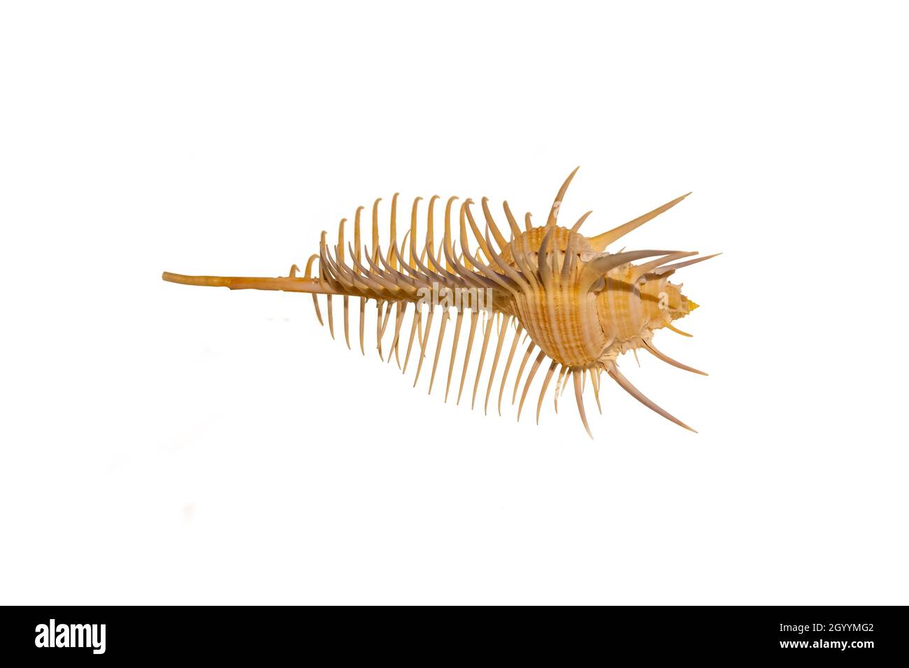 Detail des Skeletts einer Meeresschnecke. Meeresschnecke ist ein gebräuchlicher Name für langsam bewegende Meeresschnecken, meist mit sichtbaren äußeren Muscheln, Stockfoto