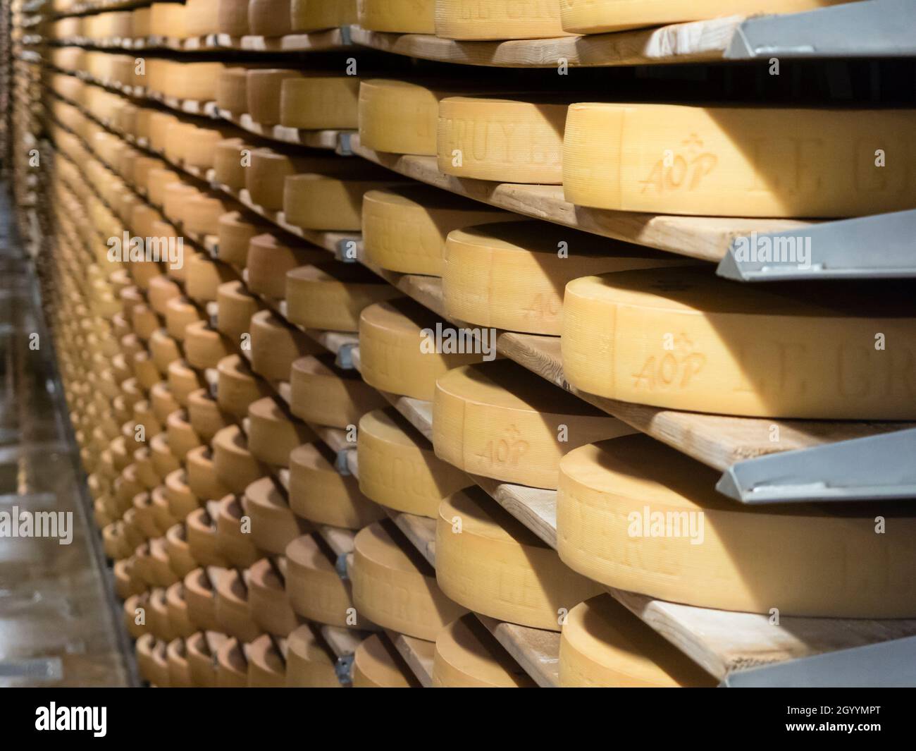 Lange Reihen mit großen Rädern Schweizer Gruyere reifen im Käsetagebuch in Gruyere, Schweiz. Stockfoto