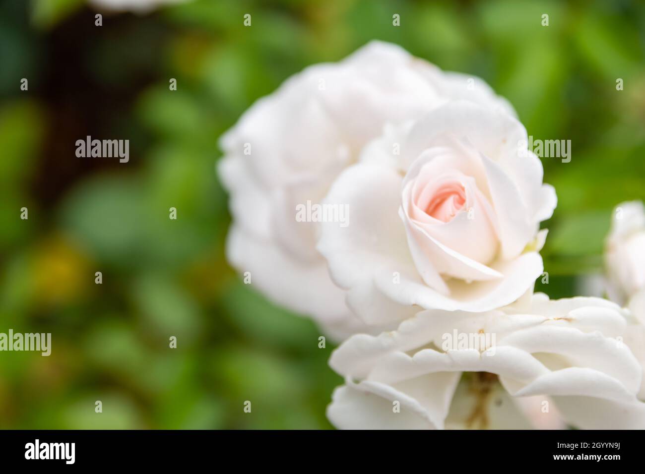 Nahaufnahme einer weißen Aspirin-Rose, die im Garten vor grünem Hintergrund wächst Stockfoto