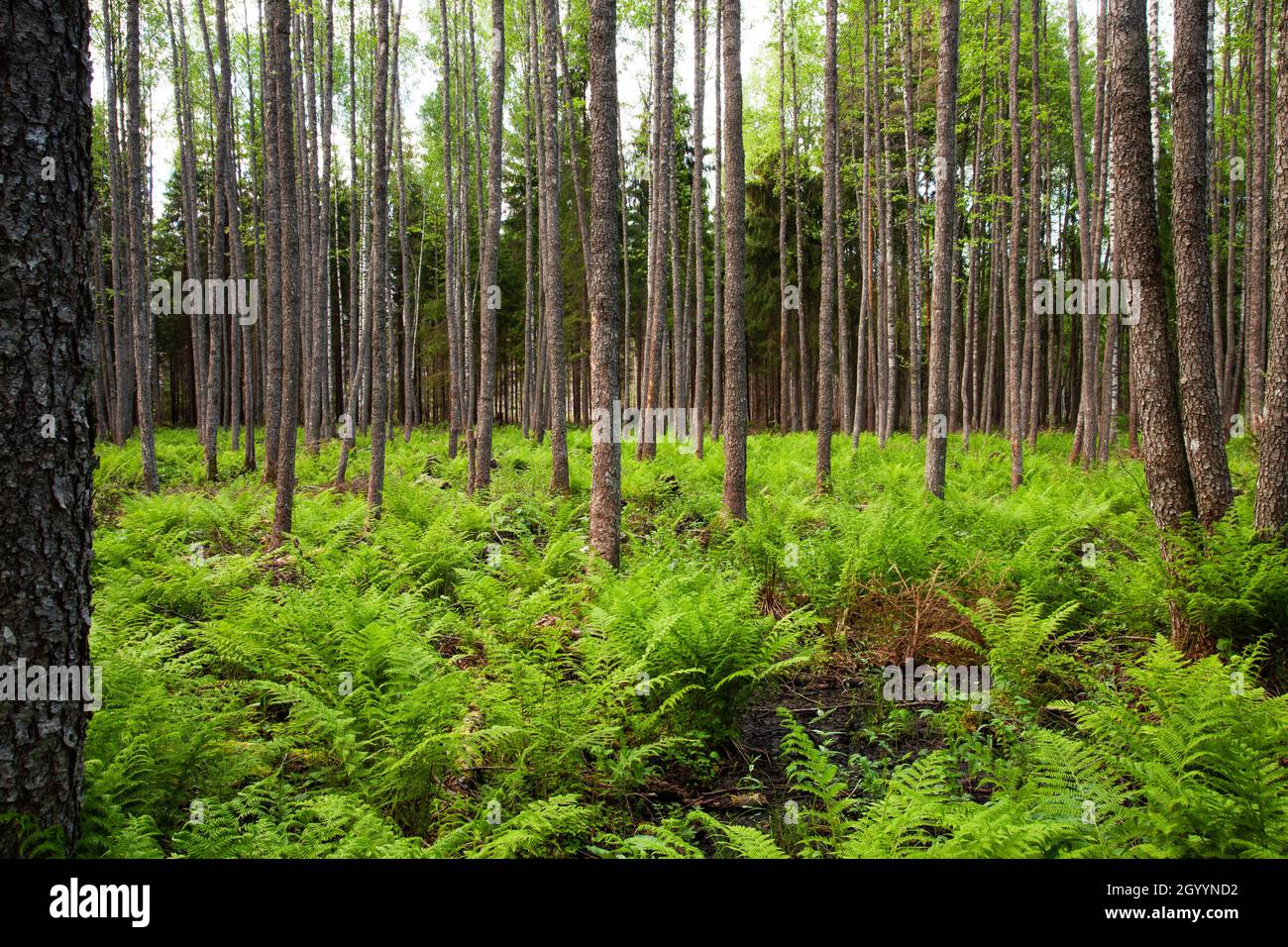 Blick auf den frisch verdünnten Laubwald in Estland, Nordeuropa. Stockfoto