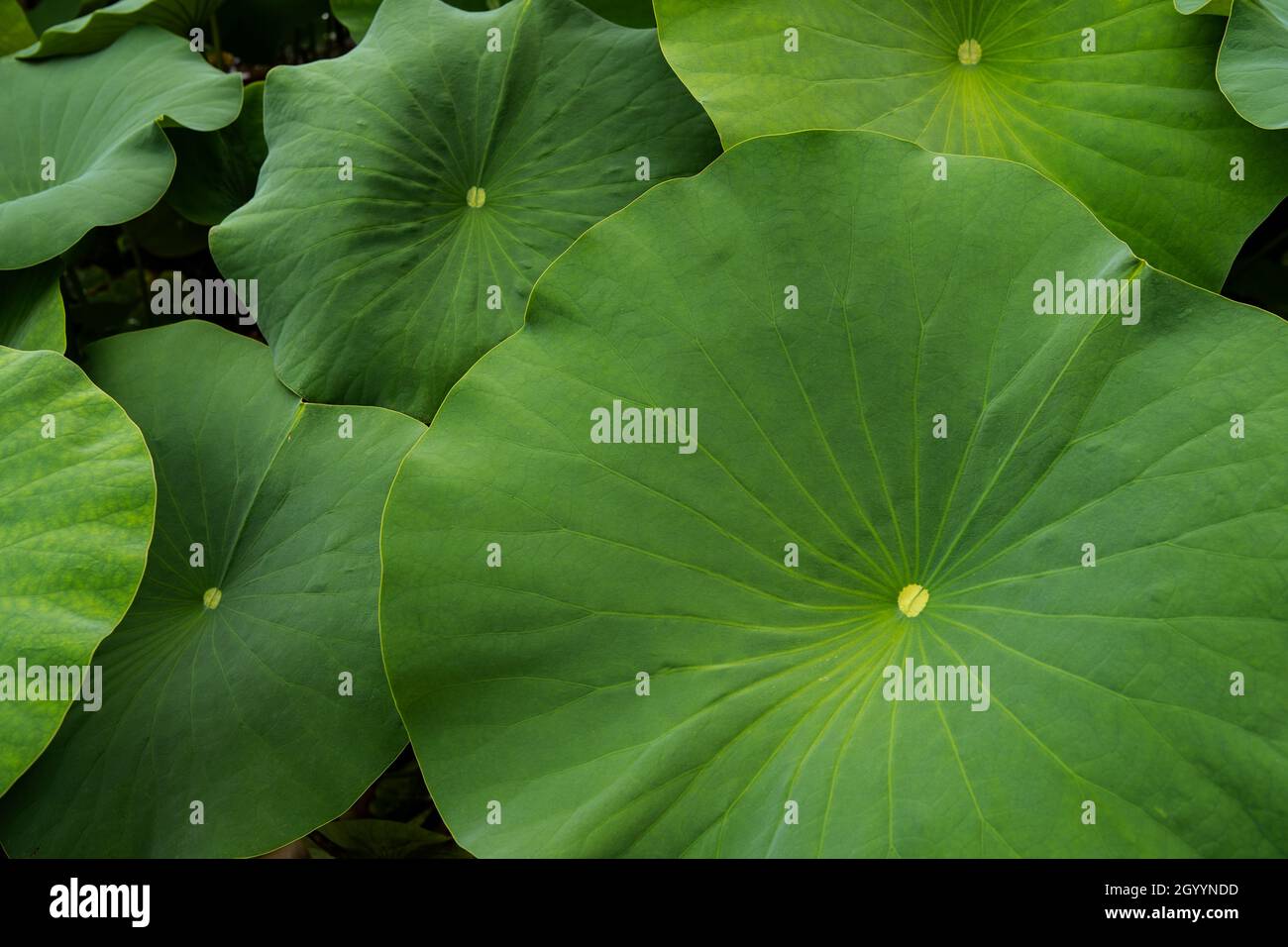 Lotusblätter (Nelumbo nucifera). Blätter Der Seerose. Wunderschöne Lotusblätter Hintergrund im Teich Stockfoto