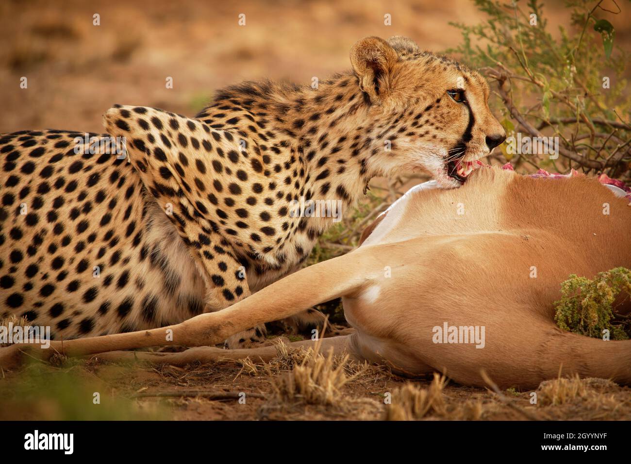 Cheetah - Acinonyx jubatus große Katze aus Afrika und dem zentralen Iran. Es ist das schnellste Landtier, Vielfalt der Lebensräume Savannen, arder Berg r Stockfoto