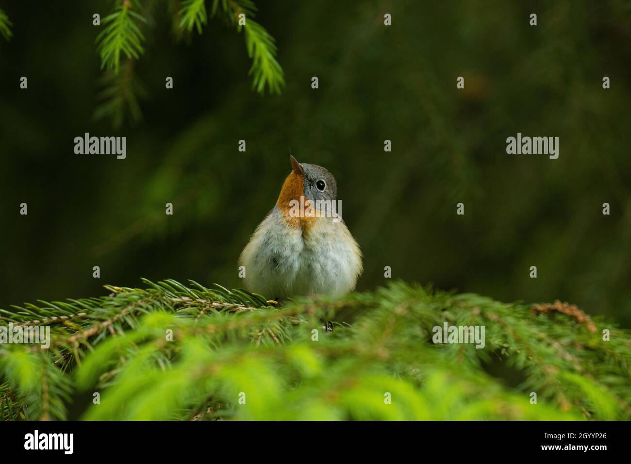 Rotbrustfliegenfänger, Ficedula parva, hoch oben in einem alten Wald in Estland, Nordeuropa. Stockfoto Rotbrustfliegenfänger, Ficedula parva, hoch oben in einem alten Wald in Estland, Nordeuropa. Stockfoto