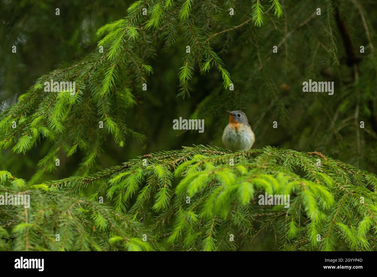 Rotbrustfliegenfänger, Ficedula parva, hoch oben in einem alten Wald in Estland, Nordeuropa. Stockfoto Rotbrustfliegenfänger, Ficedula parva, hoch oben in einem alten Wald in Estland, Nordeuropa. Stockfoto