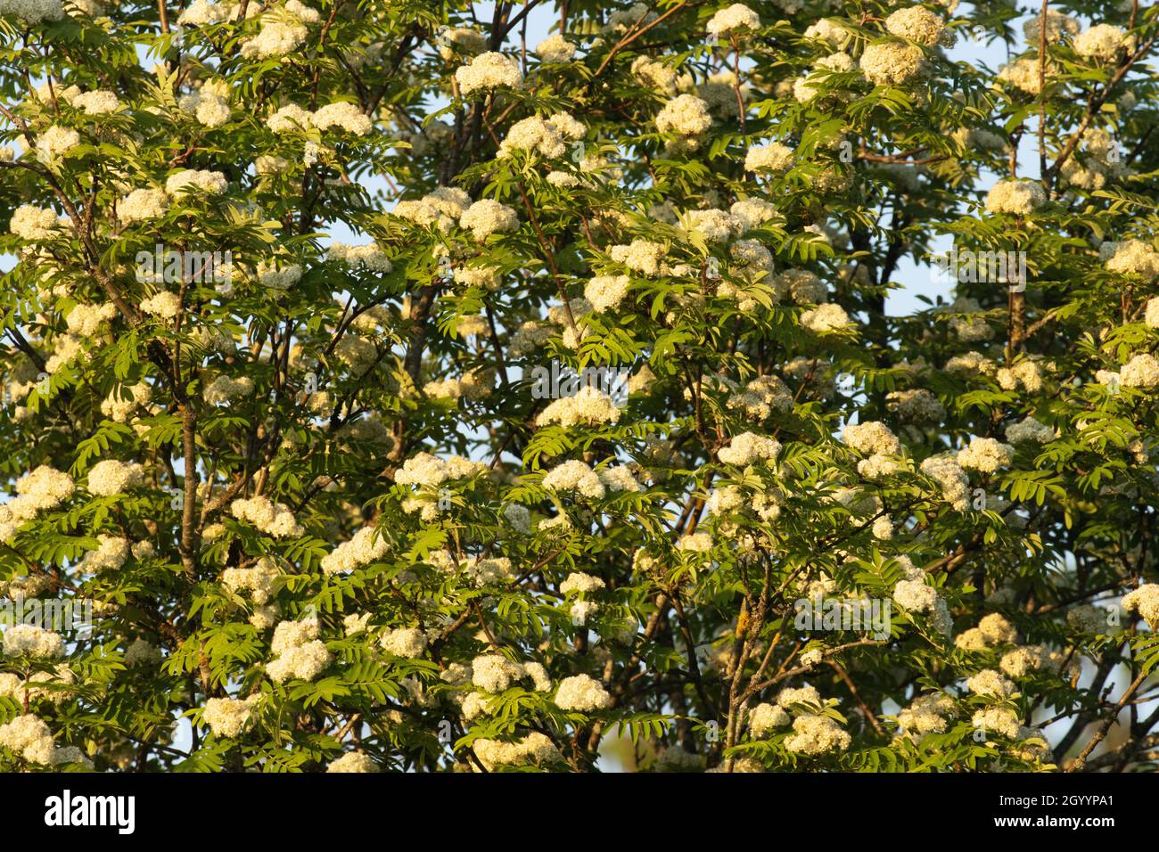 Wunderschön blühendes Rowan, Sorbus aucuparia im späten Frühling in Estland. Stockfoto