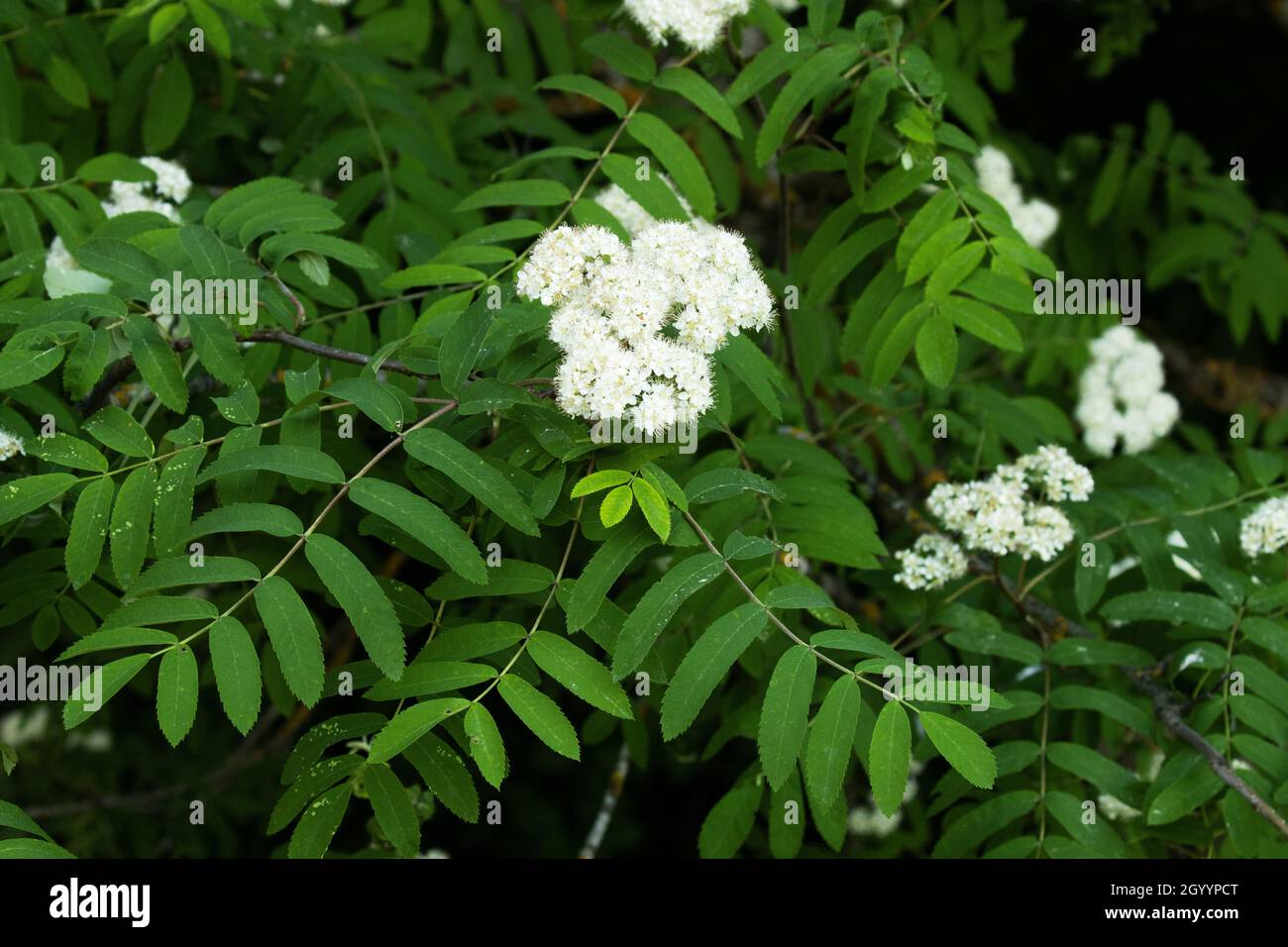 Eine Nahaufnahme eines wunderschönen blühenden Rowan, Sorbus aucuparia während des späten Frühlings in Estland. Stockfoto