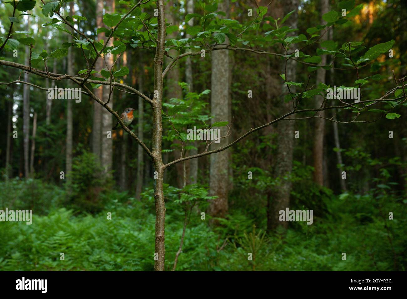 Kleiner roter Fliegenschnäpper, Ficedula parva hoch oben in einer üppigen Umgebung. Erschossen in einem altgewachsenen estnischen Wald. Stockfoto