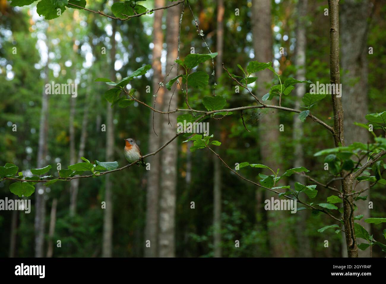 Kleiner roter Fliegenschnäpper, Ficedula parva hoch oben in einer üppigen Umgebung. Erschossen in einem altgewachsenen estnischen Wald. Stockfoto