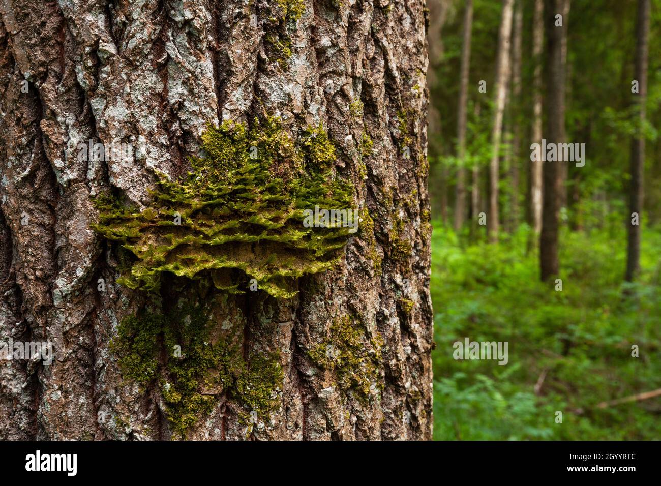 Neckera pennata wächst auf Aspenrinde in einem alten Wald. Neckera pennata ist eine Moosart, die zur Familie Neckeraceae gehört. Stockfoto