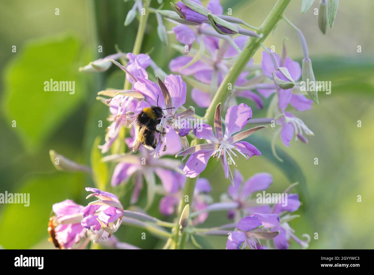 Eine kleine Bumblebee, die an einem Sommerabend in Estland ein hellrosa Feuerweed, Epilobium angustifolium, bestäubt. Stockfoto