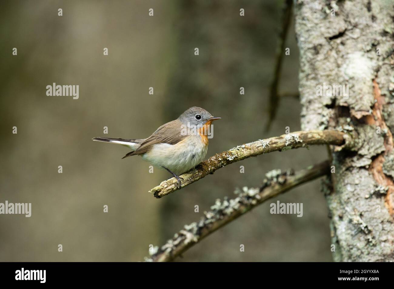 Rotbrustfliegenfänger, Ficedula parva, hoch oben in einem alten Wald in Estland, Nordeuropa. Stockfoto