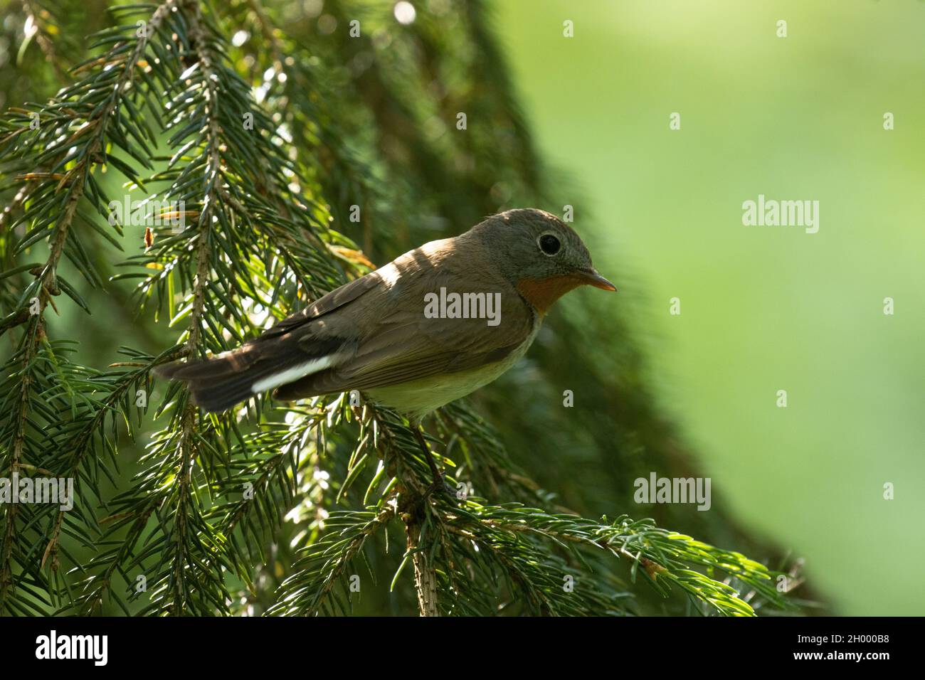 Rotbrustfliegenfänger, Ficedula parva, hoch oben in einem alten Wald in Estland, Nordeuropa. Stockfoto Rotbrustfliegenfänger, Ficedula parva, hoch oben in einem alten Wald in Estland, Nordeuropa. Stockfoto
