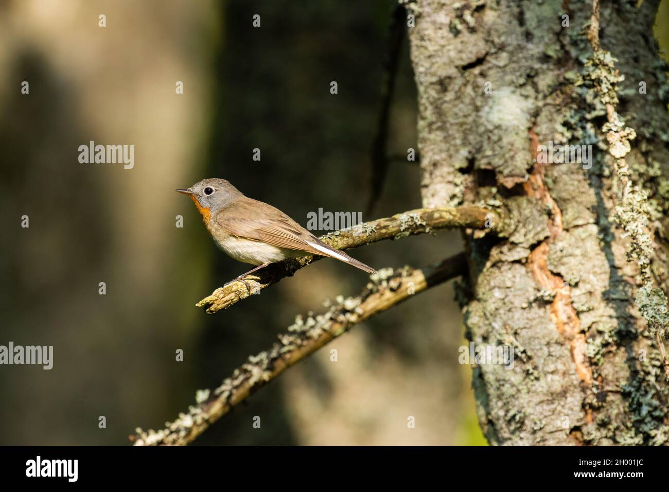 Rotbrustfliegenfänger, Ficedula parva, hoch oben in einem alten Wald in Estland, Nordeuropa. Stockfoto Rotbrustfliegenfänger, Ficedula parva, hoch oben in einem alten Wald in Estland, Nordeuropa. Stockfoto