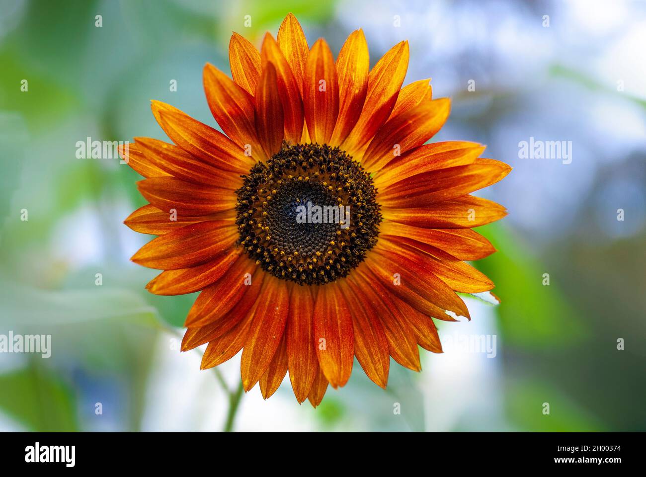 Bild einer bunten Sonnenblume mit gelben, orangen und roten Farben, aufgenommen im Garten während der Sommerzeit. Stockfoto