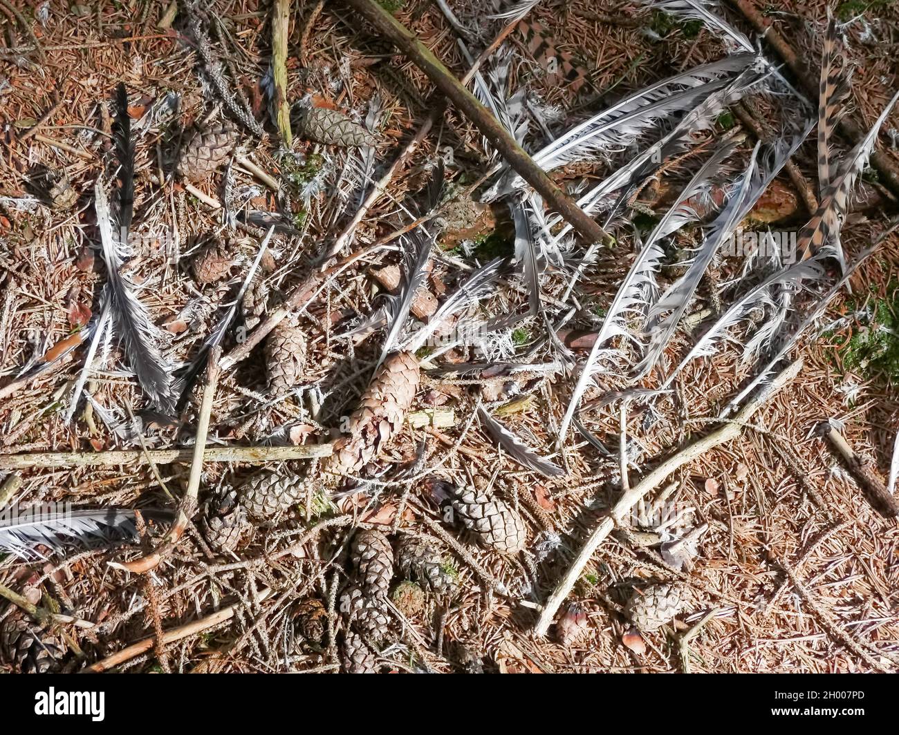 Eine Draufsicht schoss Koniferkegel mit grauen Federn in einem Wald Stockfoto