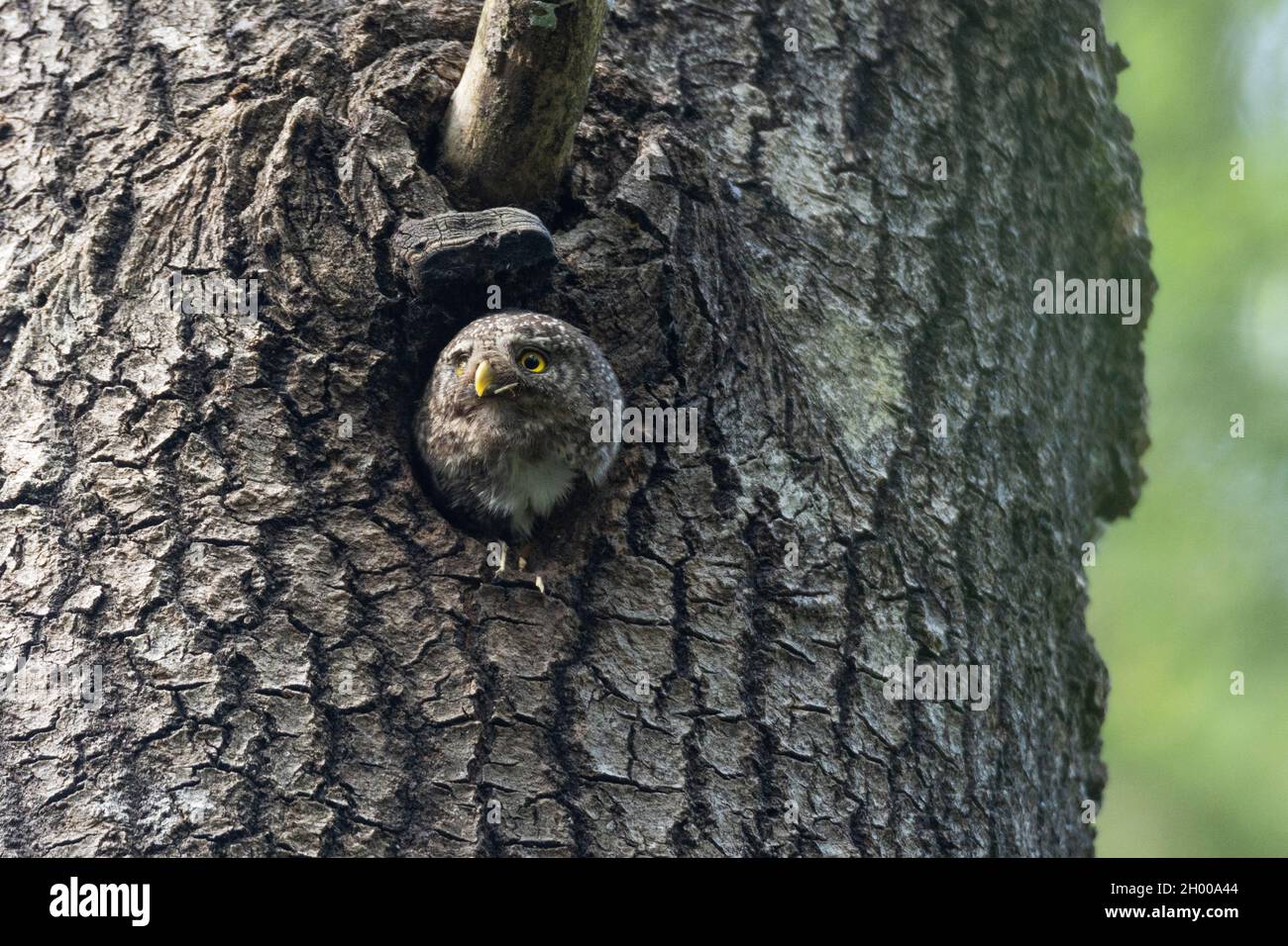 Kleine eurasische Zwergeneule, Glaucidium passerinum an der Tür ihres Nestes in einem großen Aspenbaum. Stockfoto