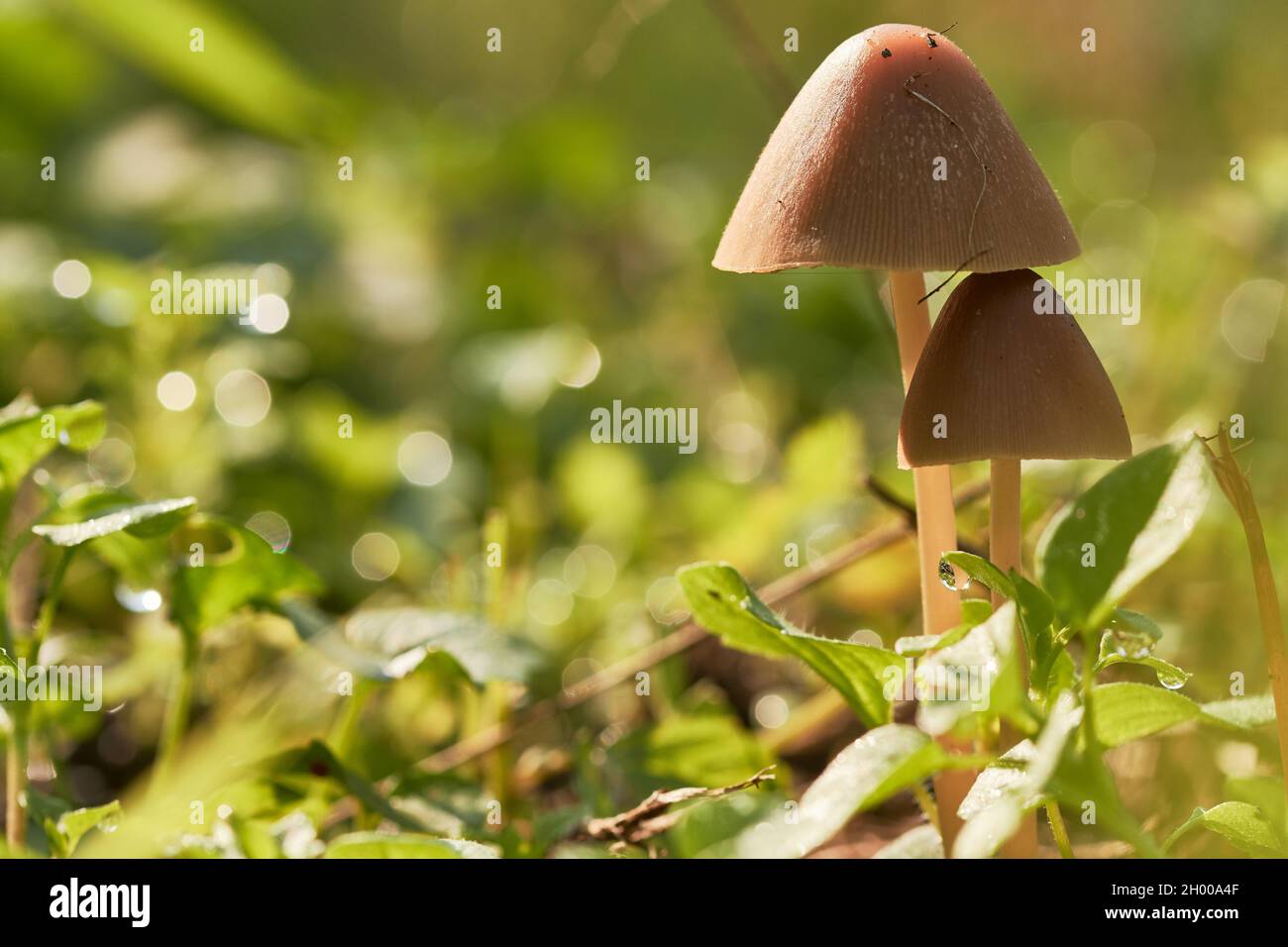 Zwei kleine braune Pilze, die am Waldrand wachsen. Stockfoto