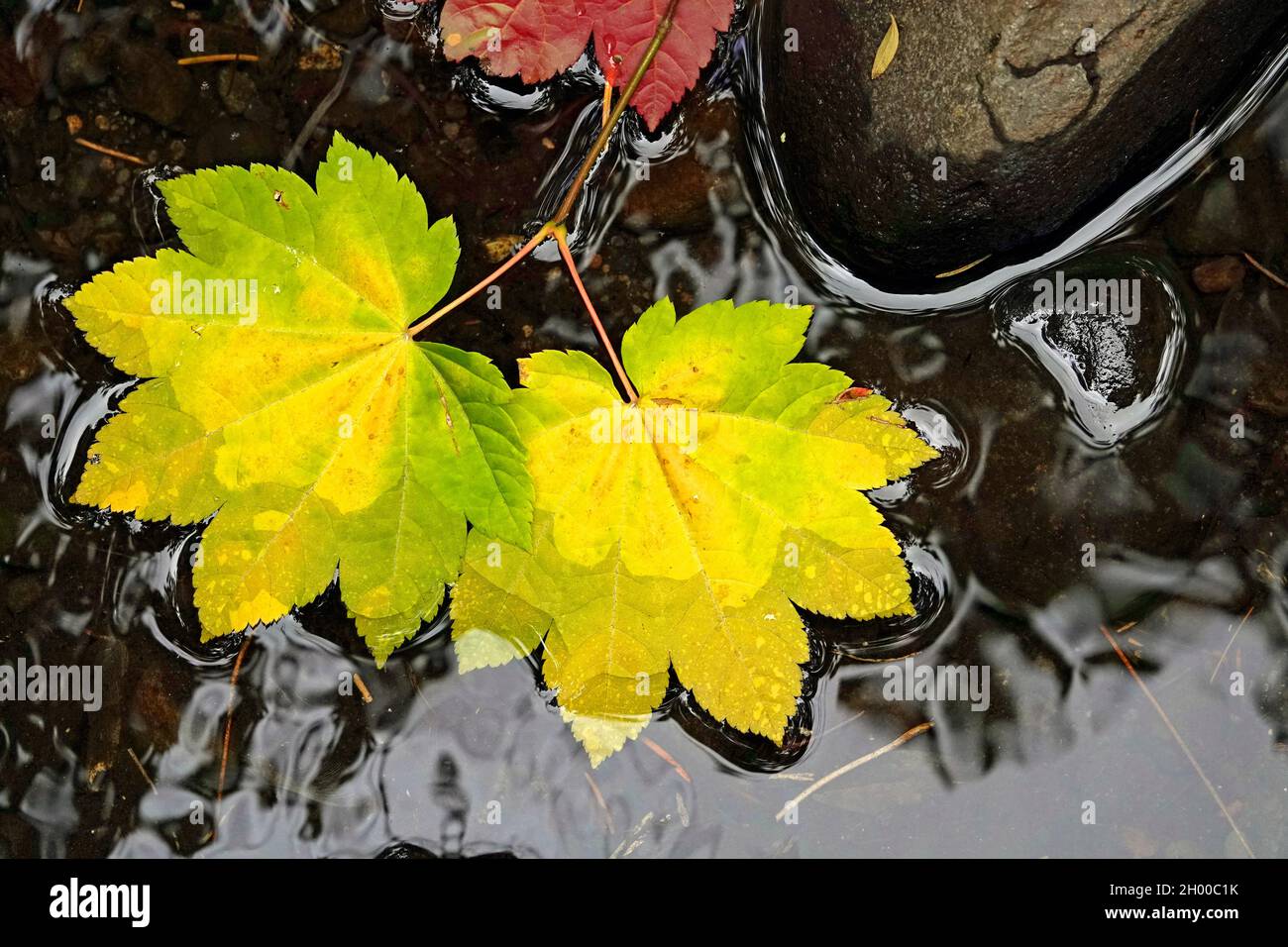 Ahornblätter, die von grün zu gelb und rot geworden sind und in einem kleinen Bach in den Cascade Mountains im Zentrum von Oregon liegen. Stockfoto