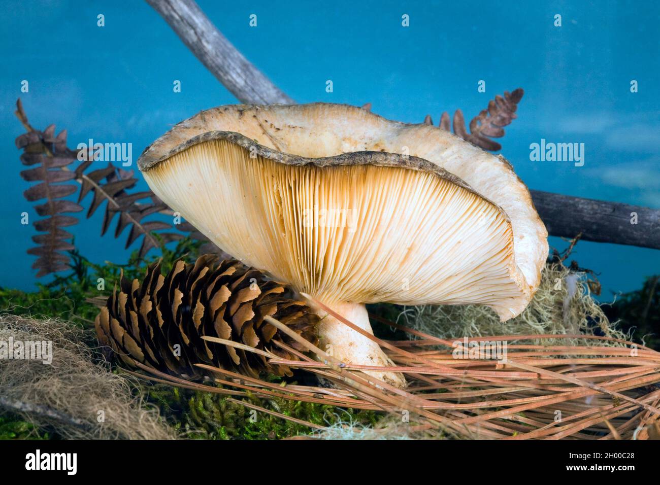 Detail eines Milchkappenpilzes, Lactarius glyciosmus, der in einem Wald im Zentrum von Oregon wächst. Stockfoto