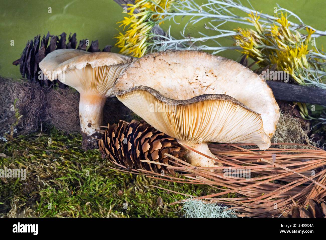 Detail eines Milchkappenpilzes, Lactarius glyciosmus, der in einem Wald im Zentrum von Oregon wächst. Stockfoto