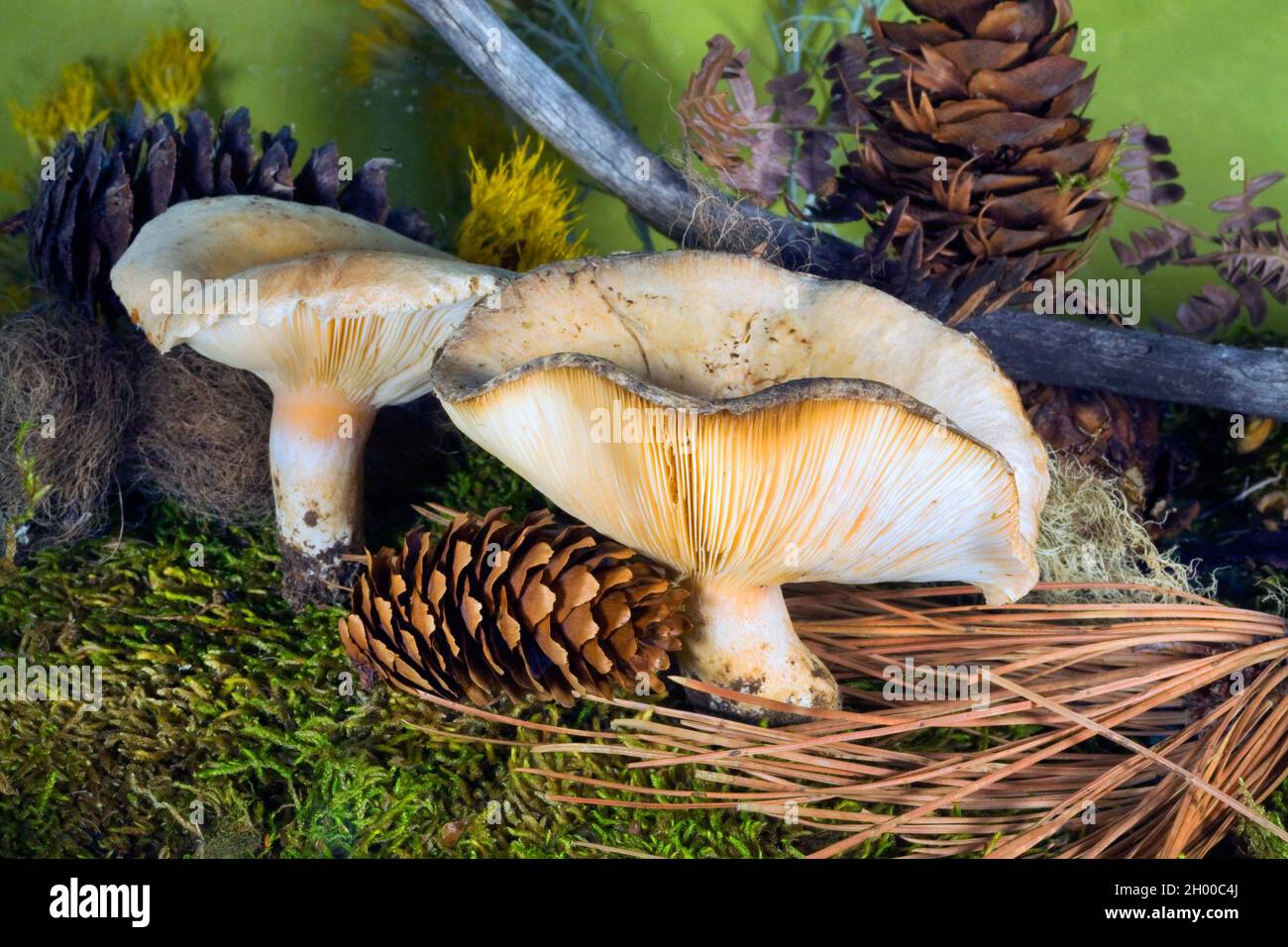 Detail eines Milchkappenpilzes, Lactarius glyciosmus, der in einem Wald im Zentrum von Oregon wächst. Stockfoto